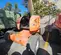 2015 JLG 450AJ Articulating Boom Lift
