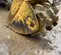 2021 FELCO 234602 Attachment